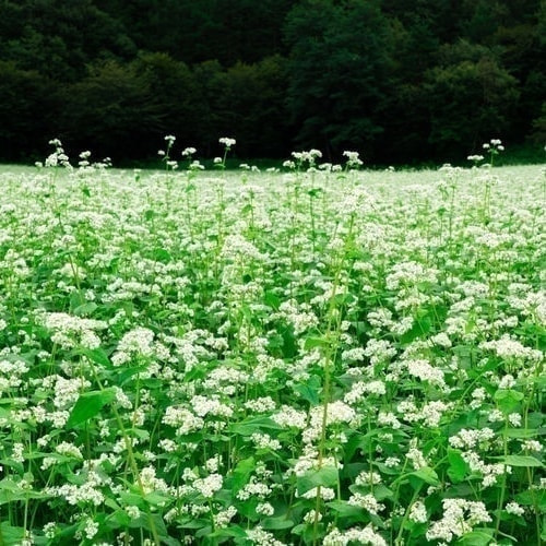 Soba Flower